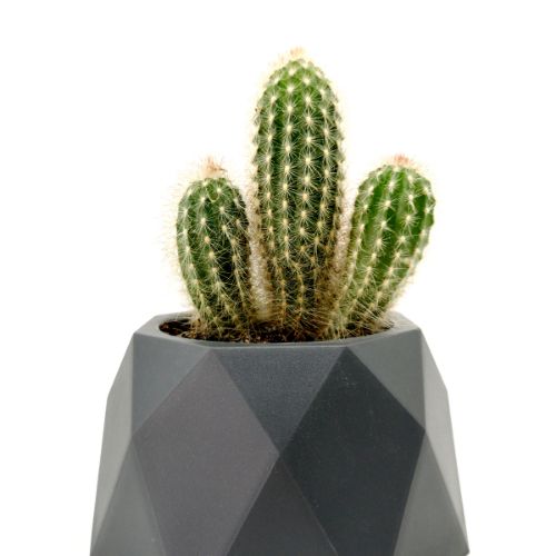 GEO Flower Pots
