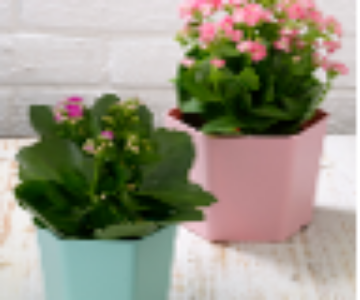 Hexagon Flowerpot 