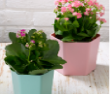 Hexagon Flowerpot