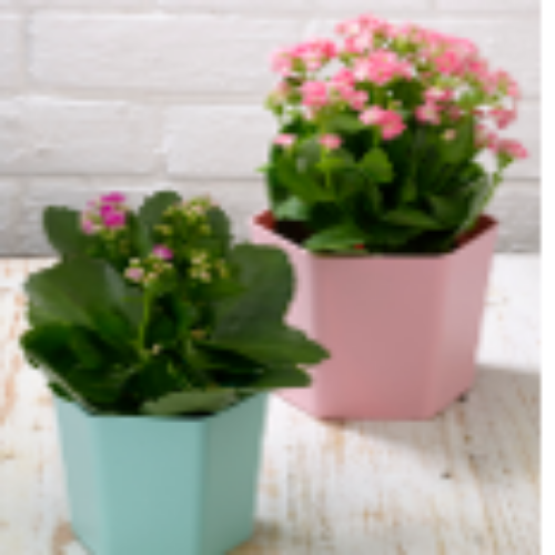 Hexagon Flowerpot