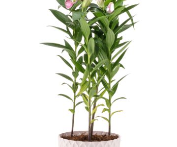 Alya - Venus Flower Pot