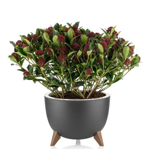 Alya - Ufo Flower Pot