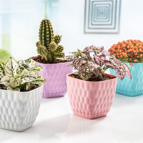 Alya - Cactus Cone