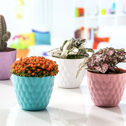 Alya - Cactus Cone