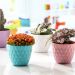 Alya - Cactus Cone