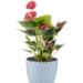 Alya - Pine Cone Flower Pot