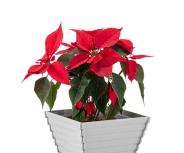 Alya - Wooden Flower Pot