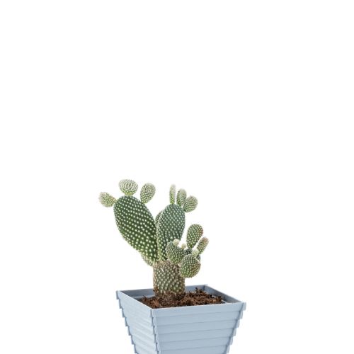 Alya - Wooden Flower Pot